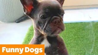 Cutest Funny Dogs | Funny Pet Videos