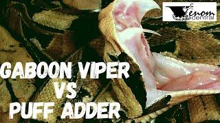 2 of Africa's Deadliest snakes | Gaboon viper vs Puff Adder