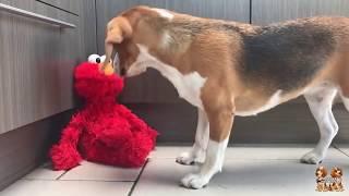 Funny Beagles vs ELMO : Beagle Universe