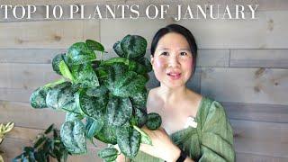 TOP 10 PLANTS of JANUARY