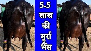 5.5 लाख की मुर्रा भैंस l Top quality Murrah Buffalo at Kurali Mandi Punjab