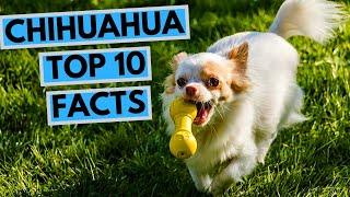 Chihuahua - TOP 10 Interesting Facts