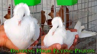 10 Top Quality High Flyer Pigeons For Sale | Best High Flyer Pigeons | Fancy Pigeon Farm