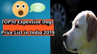 TOP10 EXPENSIVE DOGS PRICE LIST IN INDIA 2019