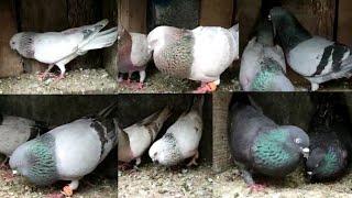 Indin Top Quality Desi High flyer Kabutar II Old Blood line Pigeon II High Flying pigeon in ODISHA