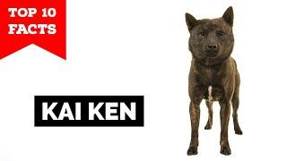 Kai Ken - Top 10 Facts