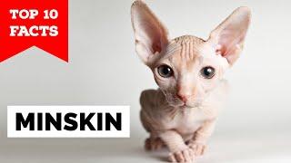 Minskin - Top 10 Facts