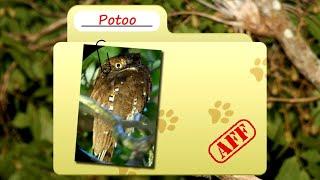 Potoo facts  could just be a tree - Birds Fact Files - حقائق علمية عن الطيور