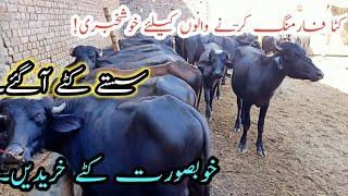 Most Verry Urgent High offer By " Katta Farm" (Top Perchase Point of Cattle Farming)Katta For sale