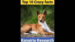 Barkless Dog 