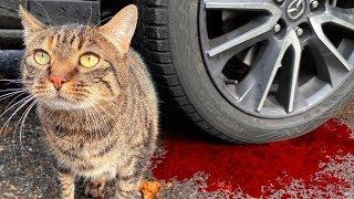Crushing Crunchy & Soft Things by Car! - EXPERIMENT: CAR VS CAT & FOOD