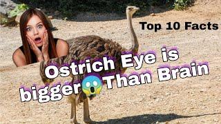 Ostrich Eye is bigger than their brains 