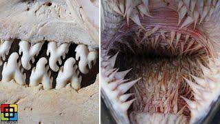 বিশ্বের সবচেয়ে , ভয়ঙ্কর দাঁত যুক্ত ১০টি প্রাণী | Top 10 Animals With the Most Terrifying Teeth