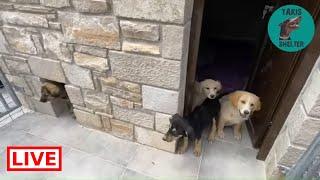 The 4 puppies are safe in their own private area - Takis shelter