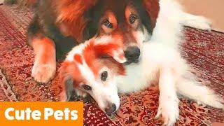 Cutest Funny Animals | Funny Pet Videos