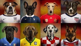 TOP 10 Football (Soccer) Dogs