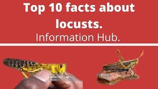 Information hub. Top 10 facts about locusts.