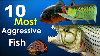 Top 10 Most Aggressive Aquarium Fish