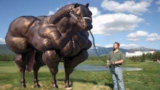 Top 10 Most Muscular Animals In The World - Askal