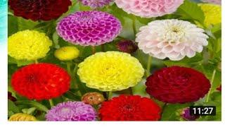 top 10 most beautiful flowers in the word