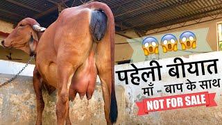 GIR COW WANKANER LINE FIRST LACTATION EXPECTED MILK WITH MOTHER COW AND FATHER BULL IN VIDEO