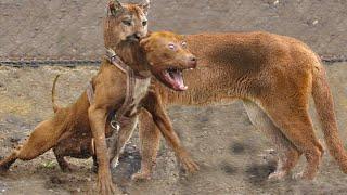 Pitbull vs Mountain Lion Puma (Cougar) Real Fight