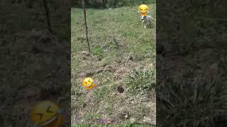 Dog barking at pangolin