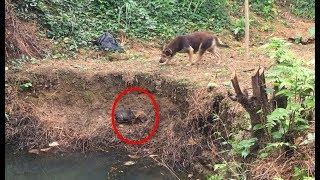 Rescue Puppies Falling Into The Deep Water | | The Mother Dog Touched Millions Of Hearts