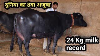 हरियाणा मुर्रा की खान.Super Quality Murrah buffalo with 24 kg milk record at A farmer Home