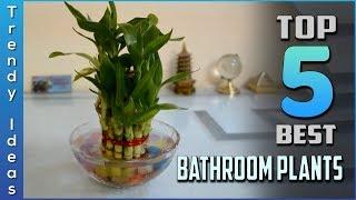 Top 5 Best Bathroom Plants Review in 2020