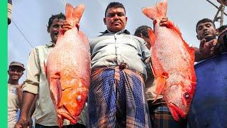 Bizarre Bangladesh!! Uncovering Chittagong's Food Secrets!!