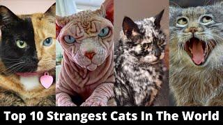 Top 10 Strangest Cats In The World - 10 Top Information