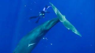 The Best Whale Moments Captured on Film | Top 5 | BBC Earth