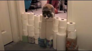 Kitty cat vs toilet paper wall: 8 levels progressively higher