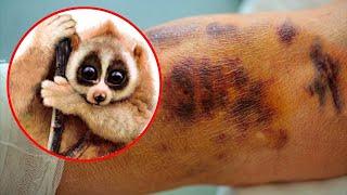 Top 10 Cute Animals That You NEED To Stay Away From!