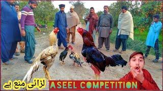 Aseel Murga Beauty Competition | Aseel Murga Baazi | Top Condition Aseel Murga | Aseel Murga