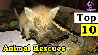 Top 10 Animal Rescues – 2 years kitten rescue | Animal’s Health Care