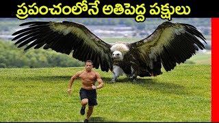 ప్రపంచంలోనే అతిపెద్ద పక్షులు Top 5 Largest and Heaviest Living Birds in The World in Telugu