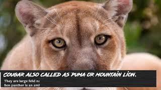 Top 10 species of wild big cat   #AKSANIMALSWORLD #AmareshKumar