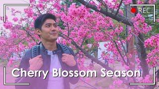 CHERRY BLOSSOM EXPERIENCE! Where to go in Japan | Robi Domingo