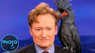 Top 10 Funniest Animal Moments on Talk Shows