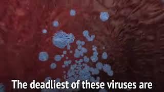 Top 10 viruses in human body