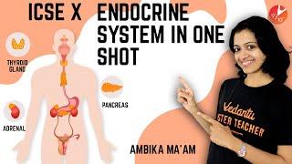 Endocrine System in One Shot | ICSE Class 10 Biology Board Exam | Science SELINA CISCE | Vedantu