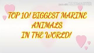 Top10! Biggest sea creatures in the world. Wildlife information top 10.