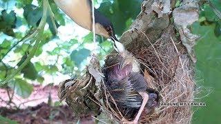 Baby Bird Stretches all the way Up... to POO | Mother bird Cleaning the Nest | bird