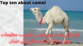 Hamid TV top ten interesting information about camel