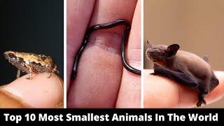Top 10 Most Smallest Animals In The World | 10 Top Information