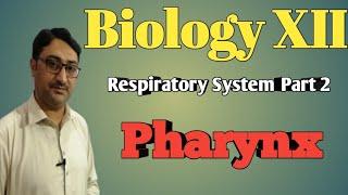 Pharynx (Respiratory System)