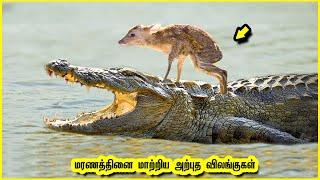 நொடிப்பொழுதில் உயிரை காப்பாற்றிய 10 விலங்குகள் | Top 10 Animals saved Other Animal In Tamil