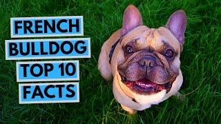 French Bulldog - TOP 10 Interesting Facts